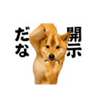 踊る！横揺れ界隈/柴犬/しばいぬ/シバイヌ（個別スタンプ：22）