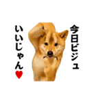 踊る！横揺れ界隈/柴犬/しばいぬ/シバイヌ（個別スタンプ：23）