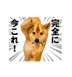 踊る！横揺れ界隈/柴犬/しばいぬ/シバイヌ（個別スタンプ：24）