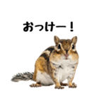 元気いっぱい！かわいいシマリスの日常（個別スタンプ：1）