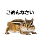 元気いっぱい！かわいいシマリスの日常（個別スタンプ：2）