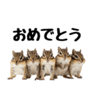 元気いっぱい！かわいいシマリスの日常（個別スタンプ：3）