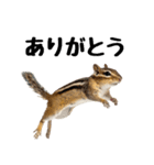 元気いっぱい！かわいいシマリスの日常（個別スタンプ：4）