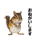 元気いっぱい！かわいいシマリスの日常（個別スタンプ：5）