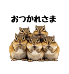 元気いっぱい！かわいいシマリスの日常（個別スタンプ：6）