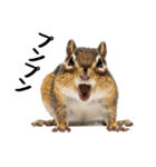 元気いっぱい！かわいいシマリスの日常（個別スタンプ：7）