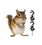 元気いっぱい！かわいいシマリスの日常（個別スタンプ：8）