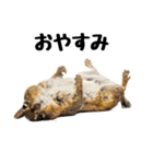 元気いっぱい！かわいいシマリスの日常（個別スタンプ：9）