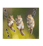 元気いっぱい！かわいいシマリスの日常（個別スタンプ：10）