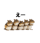 元気いっぱい！かわいいシマリスの日常（個別スタンプ：11）