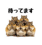 元気いっぱい！かわいいシマリスの日常（個別スタンプ：12）