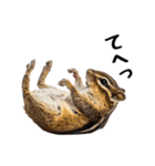 元気いっぱい！かわいいシマリスの日常（個別スタンプ：13）