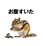 元気いっぱい！かわいいシマリスの日常（個別スタンプ：15）