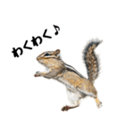 元気いっぱい！かわいいシマリスの日常（個別スタンプ：16）