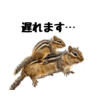 元気いっぱい！かわいいシマリスの日常（個別スタンプ：17）