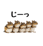 元気いっぱい！かわいいシマリスの日常（個別スタンプ：18）
