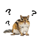 元気いっぱい！かわいいシマリスの日常（個別スタンプ：19）