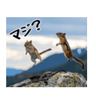 元気いっぱい！かわいいシマリスの日常（個別スタンプ：20）