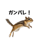 元気いっぱい！かわいいシマリスの日常（個別スタンプ：24）