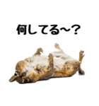 元気いっぱい！かわいいシマリスの日常（個別スタンプ：25）