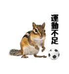 元気いっぱい！かわいいシマリスの日常（個別スタンプ：26）