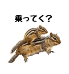 元気いっぱい！かわいいシマリスの日常（個別スタンプ：27）