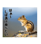 元気いっぱい！かわいいシマリスの日常（個別スタンプ：28）
