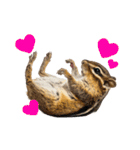 元気いっぱい！かわいいシマリスの日常（個別スタンプ：30）