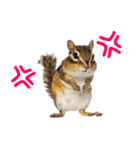 元気いっぱい！かわいいシマリスの日常（個別スタンプ：31）