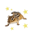 元気いっぱい！かわいいシマリスの日常（個別スタンプ：32）