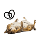 元気いっぱい！かわいいシマリスの日常（個別スタンプ：33）