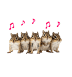 元気いっぱい！かわいいシマリスの日常（個別スタンプ：34）