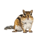 元気いっぱい！かわいいシマリスの日常（個別スタンプ：35）