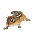 元気いっぱい！かわいいシマリスの日常（個別スタンプ：36）