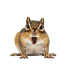 元気いっぱい！かわいいシマリスの日常（個別スタンプ：38）