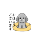 敬語版♡子育て中に使いやすいトイプードル（個別スタンプ：1）