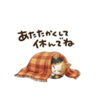 三毛猫の冬のあいさつ（個別スタンプ：23）