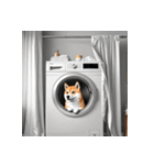 柴犬の新日常7（個別スタンプ：6）