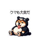 クマ出没注意な太っちょ柴犬 クマが出たぞ（個別スタンプ：9）
