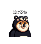 クマ出没注意な太っちょ柴犬 クマが出たぞ（個別スタンプ：11）