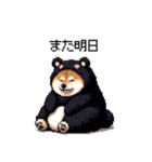 クマ出没注意な太っちょ柴犬 クマが出たぞ（個別スタンプ：37）