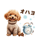 冬のトイプードル（個別スタンプ：1）
