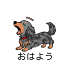 名前入りダックスロングシルバーダップル②（個別スタンプ：3）