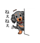 名前入りダックスロングシルバーダップル②（個別スタンプ：12）