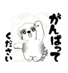 背景が動くB＆Wのシーズー犬 2025 「冬」（個別スタンプ：19）