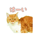 マロンちゃんの可愛いスタンプです！！（個別スタンプ：2）