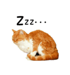 マロンちゃんの可愛いスタンプです！！（個別スタンプ：5）