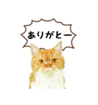 マロンちゃんの可愛いスタンプです！！（個別スタンプ：6）