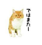 マロンちゃんの可愛いスタンプです！！（個別スタンプ：7）