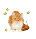 マロンちゃんの可愛いスタンプです！！（個別スタンプ：8）